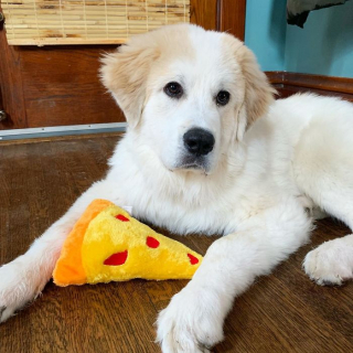 Illustration de l'article : L'intervention providentielle d'un passant sauve six petits chiots en détresse