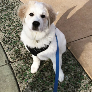 Illustration de l'article : L'intervention providentielle d'un passant sauve six petits chiots en détresse