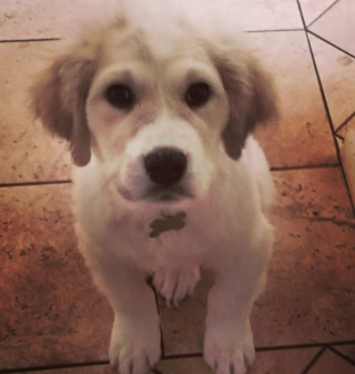 Illustration de l'article : L'intervention providentielle d'un passant sauve six petits chiots en détresse