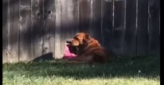 Illustration de l'article : Crimson, la chienne qui brise l'isolement : une amitié à travers une palissade