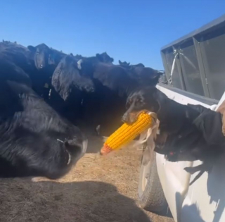 Illustration de l'article : Ce petit Teckel tenace ne se laisse pas impressionner par la vache qui veut lui voler son goûter (vidéo)