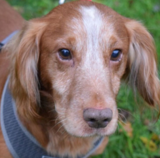 Illustration de l'article : Devenant progressivement aveugle, ce gentil Cocker Spaniel a été cruellement abandonné dans une rue