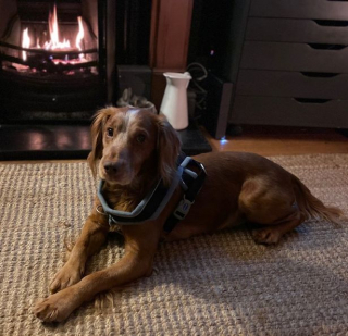 Illustration de l'article : Devenant progressivement aveugle, ce gentil Cocker Spaniel a été cruellement abandonné dans une rue