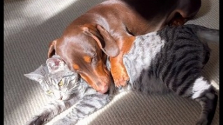 Illustration de l'article : Un teckel débordant d'énergie brise les barrières pour se lier d’amitié avec une chatte réservée