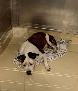 Illustration de l'article : Samantha, une femelle Bouledogue Américain, a le cœur brisé par sa trop longue attente d’un foyer pour toujours