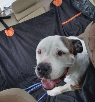 Illustration de l'article : Samantha, une femelle Bouledogue Américain, a le cœur brisé par sa trop longue attente d’un foyer pour toujours