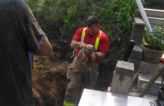 Illustration de l'article : La longue nuit de Brownie, un Yorkshire Terrier pris au piège dans une cavité souterraine en-dessous de sa maison