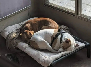 Illustration de l'article : L’histoire émouvante de Brenda et Linda, deux chiennes Pitbull, retrouvées ensemble, errantes dans la rue (vidéo)