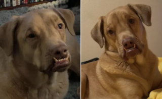 Illustration de l'article : Simba, le chien « parfaitement imparfait », a saisi sa chance grâce à l’affection d’une jeune femme amoureuse des animaux