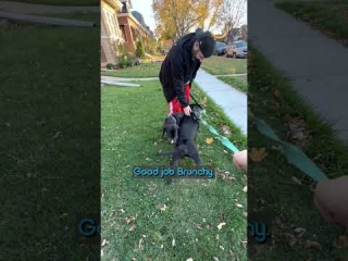 Illustration de l'article : Les tests ADN permettent à ce chien de sauvetage de retrouver sa sœur perdue depuis des années