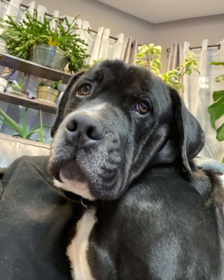 Illustration de l'article : Les tests ADN permettent à ce chien de sauvetage de retrouver sa sœur perdue depuis des années