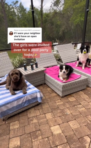 Illustration de l'article : Cette chienne, maligne, trouve le moyen de se rafraîchir en se baignant dans la piscine de ses voisins 