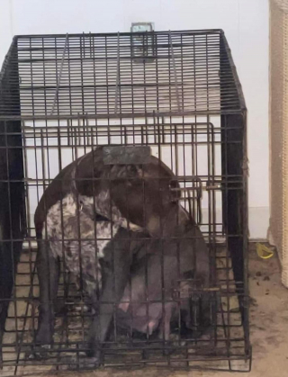 Illustration de l'article :  Après un sauvetage miraculeux, une chienne et ses 12 adorables chiots participent à une magnifique séance photo