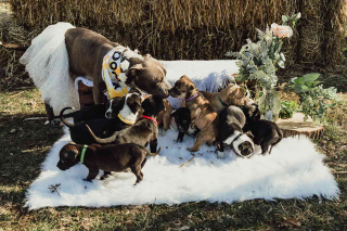 Illustration de l'article : Après un sauvetage miraculeux, une chienne et ses 12 adorables chiots participent à une magnifique séance photo