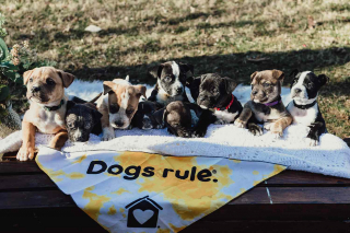 Illustration de l'article : Après un sauvetage miraculeux, une chienne et ses 12 adorables chiots participent à une magnifique séance photo