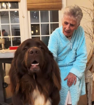 Illustration de l'article : Ce Terre-Neuve dévoué qui aide son arrière-grand-mère à se déplacer fait fondre le cœur des internautes (vidéo)