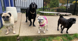 Illustration de l'article : Dans cette incroyable maison de retraite pour chiens, les toutous séniors profitent de la vie (vidéo)