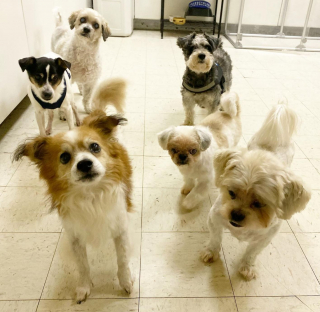 Illustration de l'article : Dans cette incroyable maison de retraite pour chiens, les toutous séniors profitent de la vie (vidéo)