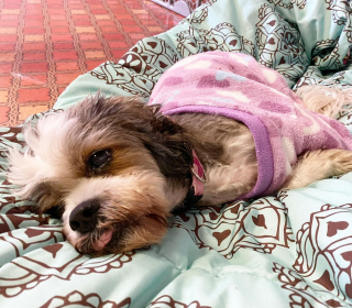 Illustration de l'article : Dans cette incroyable maison de retraite pour chiens, les toutous séniors profitent de la vie (vidéo)