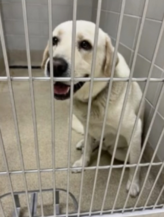 Illustration de l'article : La chance sourit enfin &agrave; ce Labrador errant qui frappe &agrave; la bonne porte pour demander de l&rsquo;aide