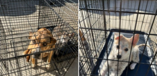 Illustration de l'article : Abandonnés dans un refuge avec un message déchirant, ces 2 adorables chiens espèrent avoir une seconde chance dans la vie