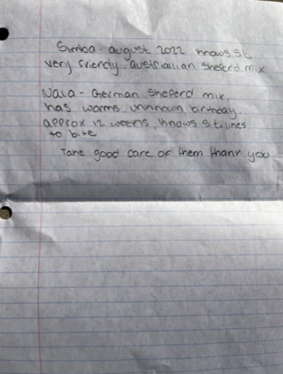 Illustration de l'article : Abandonnés dans un refuge avec un message déchirant, ces 2 adorables chiens espèrent avoir une seconde chance dans la vie