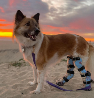 Illustration de l'article : Gravement blessée en Thaïlande, cette courageuse chienne paralysée redonne de l’espoir aux handicapés du monde entier