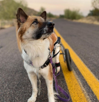 Illustration de l'article : Gravement blessée en Thaïlande, cette courageuse chienne paralysée redonne de l’espoir aux handicapés du monde entier