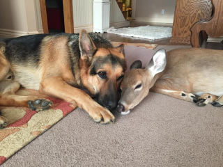 Illustration de l'article : Quand un chien croisé Corgi devient le compagnon de jeu des bébés ratons laveurs