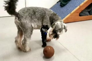 Illustration de l'article : Pour continuer de jouer au football, Freddie, un adorable Schnauzer miniature à 3 pattes, surmonte courageusement son handicap