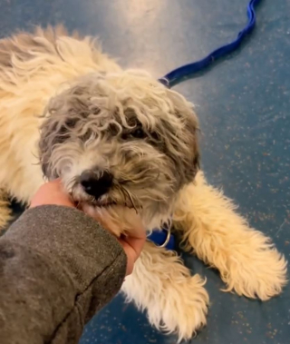 Illustration de l'article : Trop « vieux » pour être vendu dans un élevage, ce petit chien abandonné peine à faire confiance aux humains (vidéo)