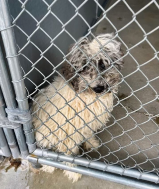 Illustration de l'article : Trop « vieux » pour être vendu dans un élevage, ce petit chien abandonné peine à faire confiance aux humains (vidéo)