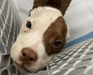 Illustration de l'article : Abandonnée dans une cage, cette chienne famélique se transforme complètement grâce à la bienveillance des bénévoles d’un refuge