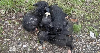 Illustration de l'article : Une conductrice de bus scolaire fait une découverte déchirante et sauve la vie de 6 chiots abandonnés sous la pluie