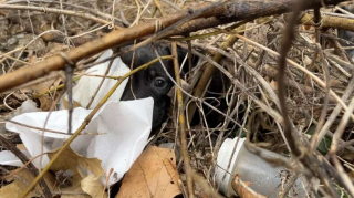 Illustration de l'article : Une conductrice de bus scolaire fait une découverte déchirante et sauve la vie de 6 chiots abandonnés sous la pluie