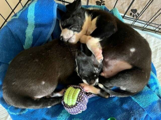 Illustration de l'article : Une conductrice de bus scolaire fait une découverte déchirante et sauve la vie de 6 chiots abandonnés sous la pluie