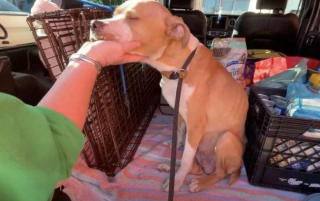 Illustration de l'article : Alors que deux femmes tentent de sauver une chienne errante, celle-ci, effray&eacute;e, se r&eacute;fugie dans un b&acirc;timent d&eacute;saffect&eacute; 