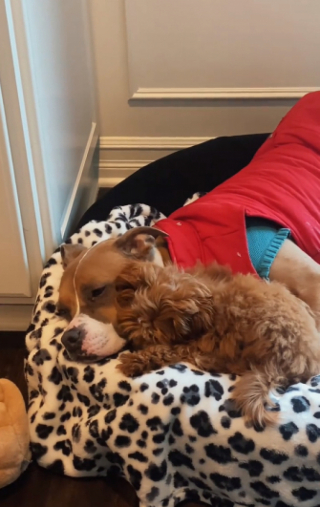 Illustration de l'article : Ce chiot nouvellement arrivé dans cette famille fait tout pour trouver sa place auprès des autres chiens 