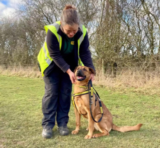 Illustration de l'article : Après son adoption dans un refuge, une chienne loyale sauve à son tour la vie de son maître lors d’un malaise