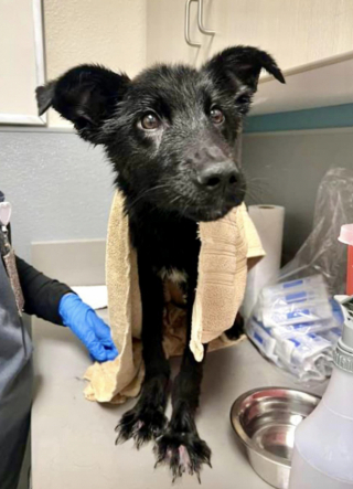 Illustration de l'article : Enfermé pendant des jours dans une cage étroite, ce jeune Berger Allemand espère surmonter les maltraitances dont il a été victime