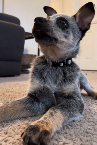 Illustration de l'article : Un bébé Bouvier Australien ressemblant à un personnage de dessin animé choisit lui-même un prénom qui lui correspond (vidéo)