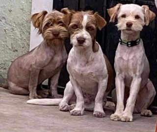 Illustration de l'article : Abandonnés par leur maître, ces trois chiens soudés restent ensemble et s’entraident pour surmonter cette épreuve