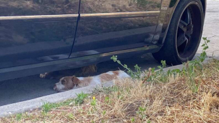 Illustration de l'article : Abandonnés par leur maître, ces trois chiens soudés restent ensemble et s’entraident pour surmonter cette épreuve
