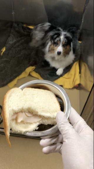 Illustration de l'article : Ces vétérinaires ingénieux font preuve de ruse pour inciter un chien réticent à prendre ses médicaments