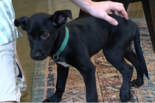 Illustration de l'article : Ces vétérinaires ingénieux font preuve de ruse pour inciter un chien réticent à prendre ses médicaments