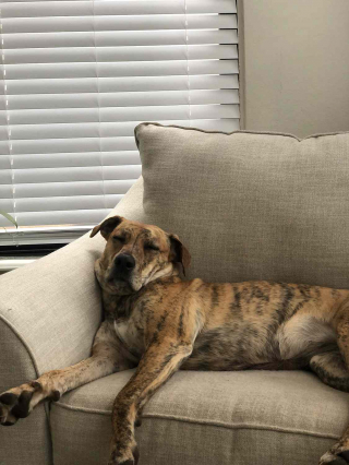 Illustration de l'article : Effrayé par des feux d'artifice, un chien prend la fuite et revient en sonnant lui-même à la porte de ses propriétaires