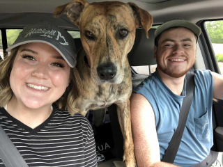 Illustration de l'article : Effrayé par des feux d'artifice, un chien prend la fuite et revient en sonnant lui-même à la porte de ses propriétaires