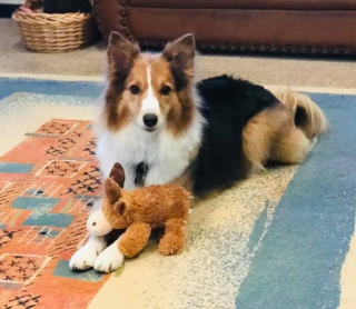 Illustration de l'article : Un chien est abandonné parce qu'il s'est cassé la patte, une association fait tout pour le sortir de son traumatisme