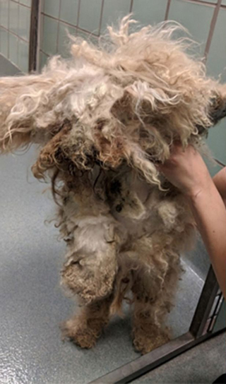 Illustration de l'article : Vidéo : L’incroyable métamorphose d’un chien négligé et dont le visage était caché sous un amas de poils