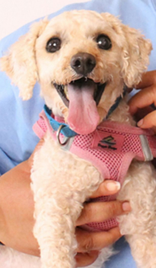 Illustration de l'article : Vidéo : L’incroyable métamorphose d’un chien négligé et dont le visage était caché sous un amas de poils